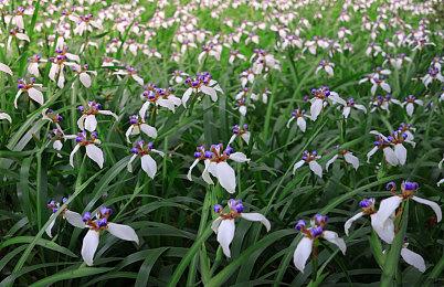 大镖客再现 《红色死亡左轮》虚幻引擎5概念预告